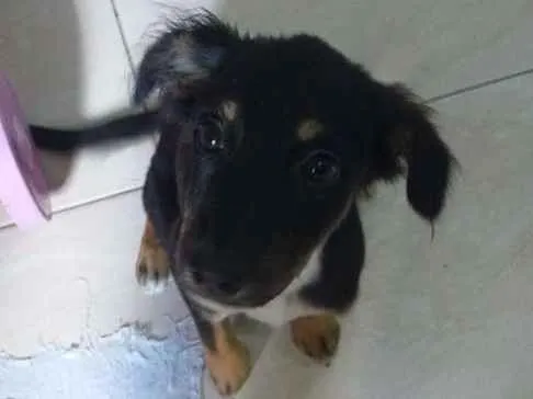Cachorro raça Vira lata idade 2 a 6 meses nome Bobe