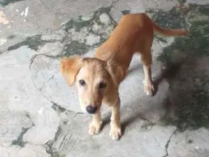 Cachorro raça Vira lata idade 2 a 6 meses nome Bobe