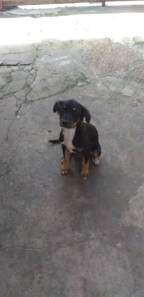 Cachorro raça Vira lata idade 2 a 6 meses nome Maria rita