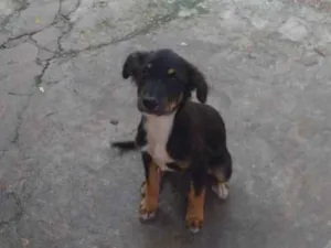 Cachorro raça Vira lata idade 2 a 6 meses nome Maria rita