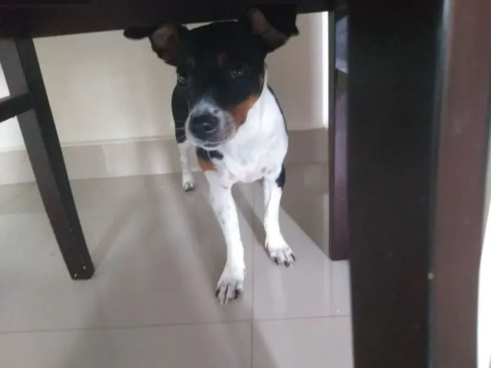 Cachorro ra a Fox paulista  idade 7 a 11 meses nome Lilica 
