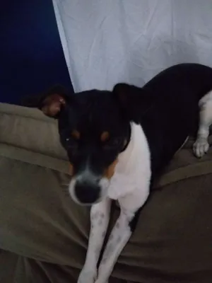 Cachorro raça Fox paulista  idade 7 a 11 meses nome Lilica 