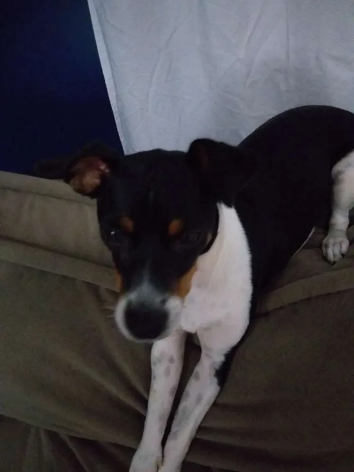 Cachorro ra a Fox paulista  idade 7 a 11 meses nome Lilica 
