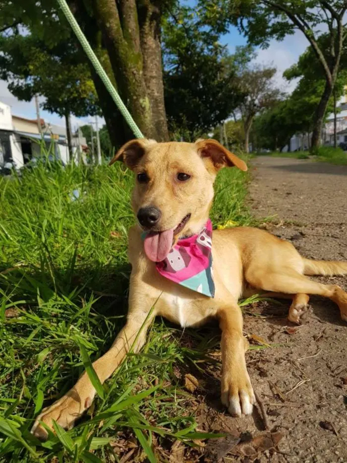 Cachorro ra a SRD idade 2 anos nome Caramelo