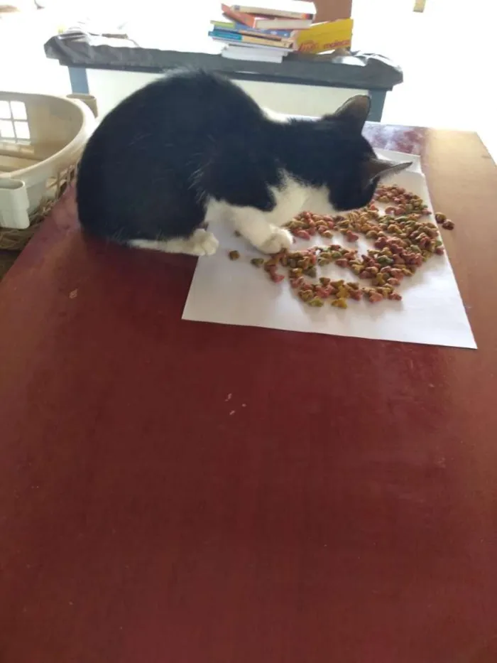Gato raça Não sei idade 7 a 11 meses nome Não tem