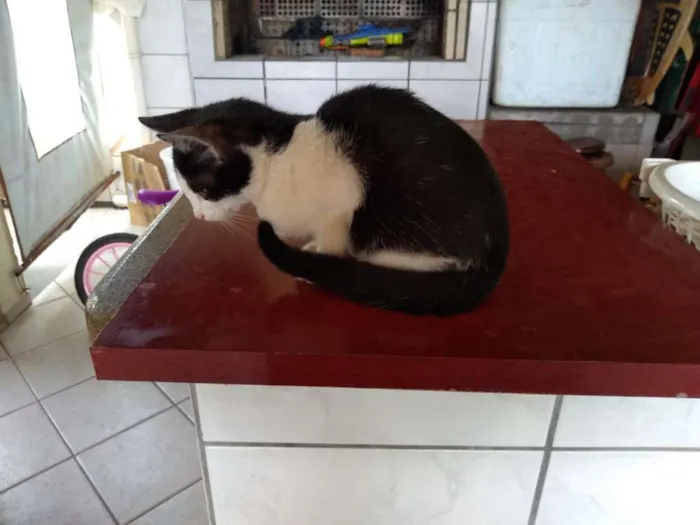 Gato raça Não sei idade 7 a 11 meses nome Não tem