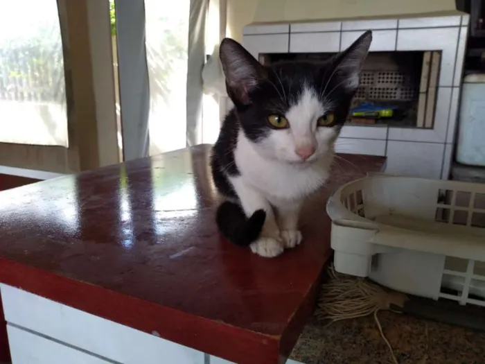 Gato raça Não sei idade 7 a 11 meses nome Não tem