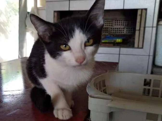 Gato raça Não sei idade 7 a 11 meses nome Não tem