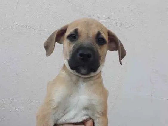 Cachorro ra a SRD idade 2 a 6 meses nome Pingo