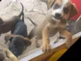 Ele não tem ainda