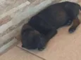 Ele não tem ainda