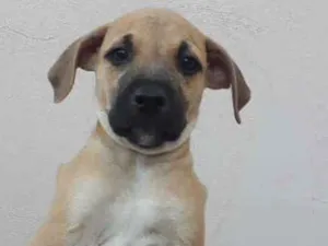 Cachorro raça SRD idade 2 a 6 meses nome Pingo