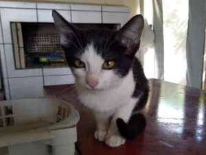 Gato raça Não sei idade 7 a 11 meses nome Não tem
