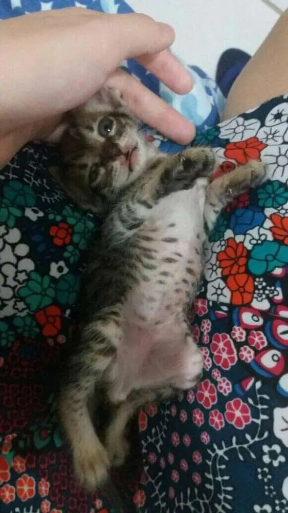 Gato ra a  idade Abaixo de 2 meses nome Britney Spears 