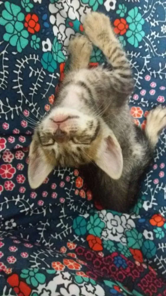 Gato ra a  idade Abaixo de 2 meses nome Britney Spears 