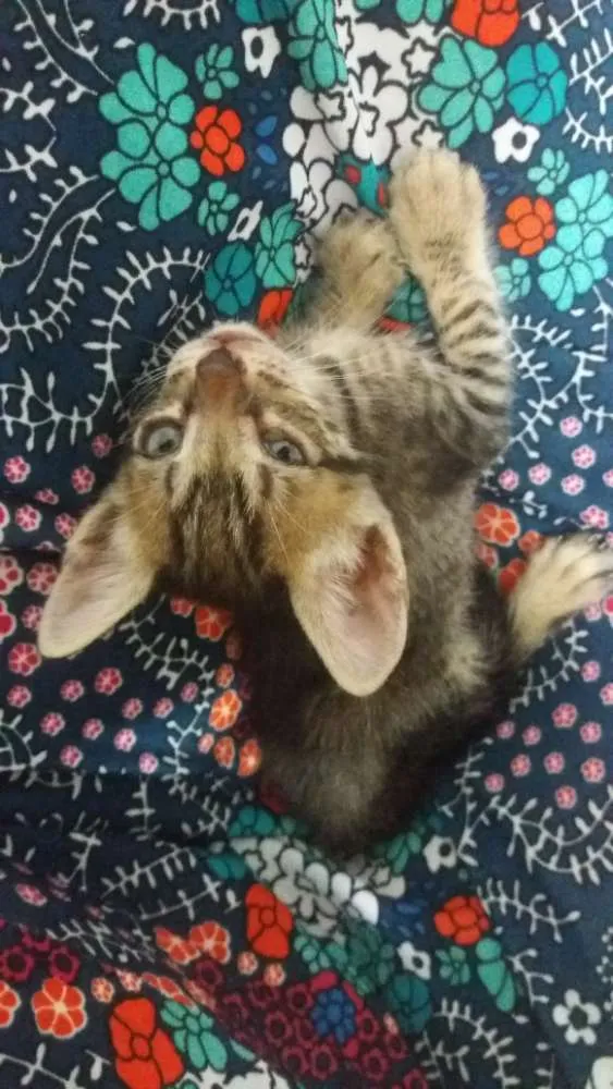 Gato ra a  idade Abaixo de 2 meses nome Britney Spears 