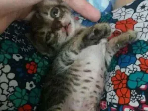 Gato raça  idade Abaixo de 2 meses nome Britney Spears 