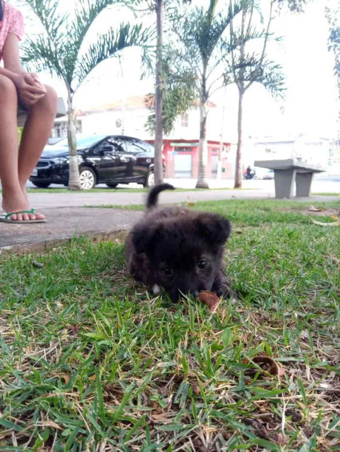 Cachorro ra a Mestiso idade 2 a 6 meses nome Luna
