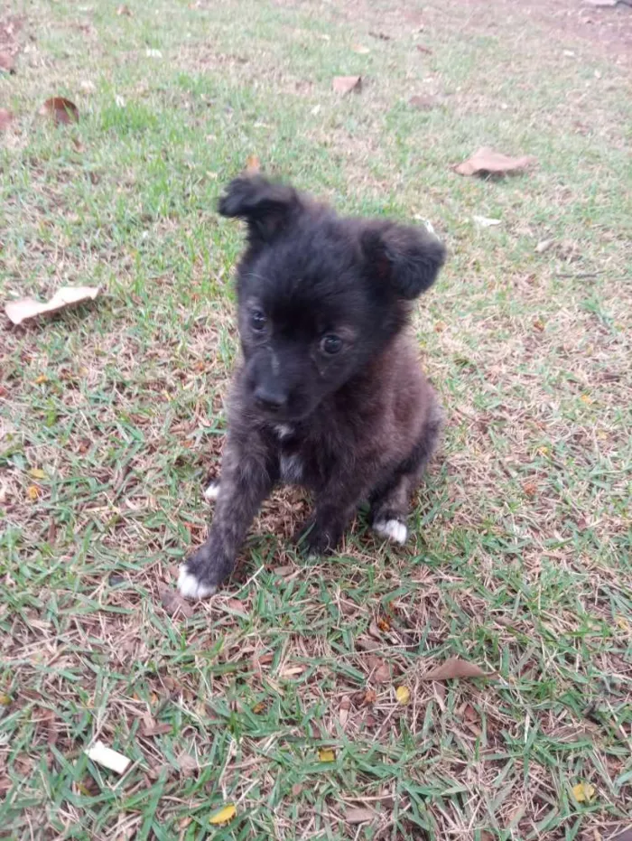 Cachorro ra a Mestiso idade 2 a 6 meses nome Luna
