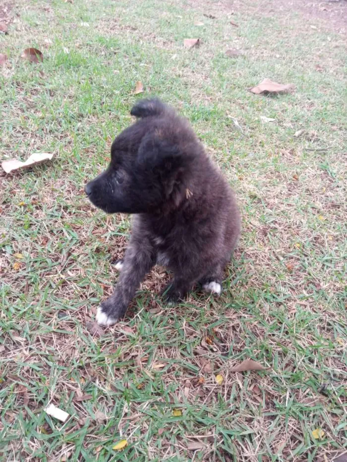 Cachorro ra a Mestiso idade 2 a 6 meses nome Luna