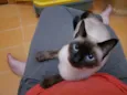 Safira