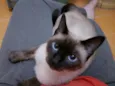 Safira