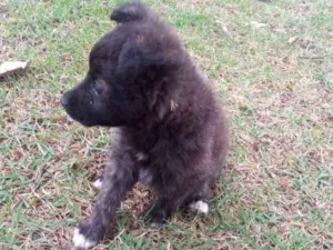 Cachorro raça Mestiso idade 2 a 6 meses nome Luna