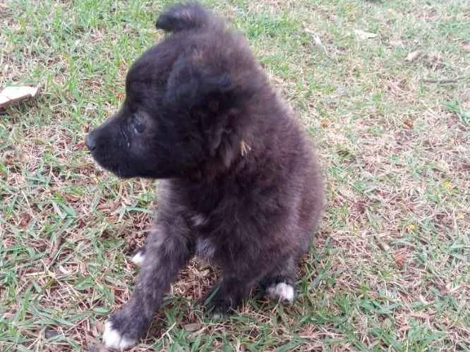 Cachorro ra a Mestiso idade 2 a 6 meses nome Luna