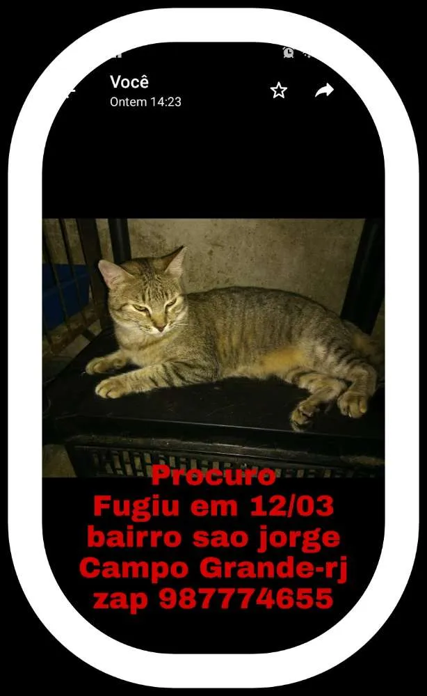Gato ra a Srd idade 1 ano nome Lilla