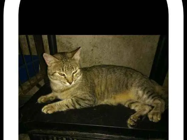 Gato ra a Srd idade 1 ano nome Lilla