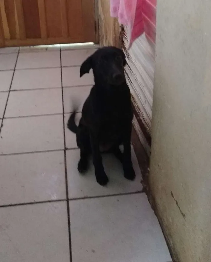 Cachorro ra a Sem raça definida idade 7 a 11 meses nome Lili
