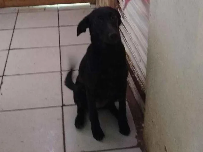 Cachorro ra a Sem raça definida idade 7 a 11 meses nome Lili
