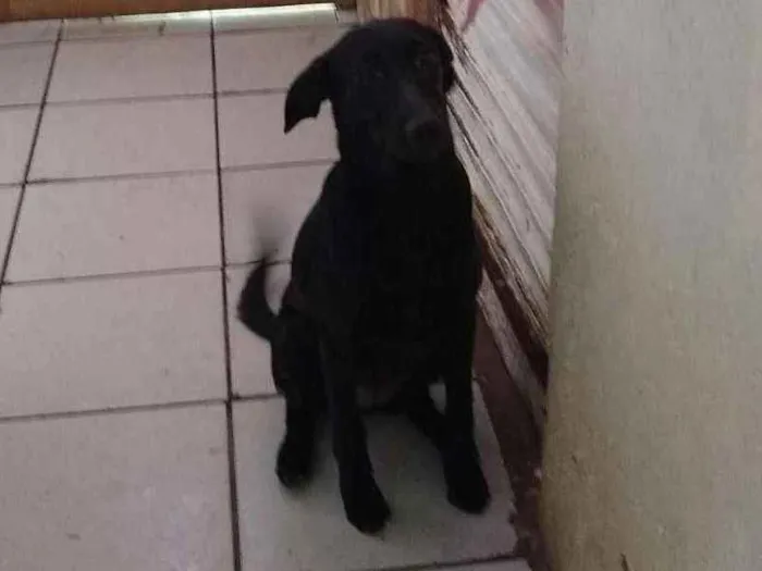 Cachorro ra a Sem raça definida idade 7 a 11 meses nome Lili
