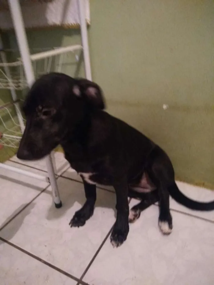 Cachorro ra a Sem raça definida idade 1 ano nome Graze