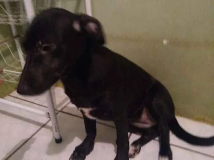 Cachorro ra a Sem raça definida idade 1 ano nome Graze