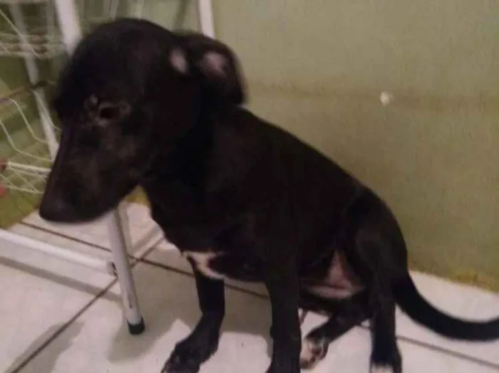 Cachorro ra a Sem raça definida idade 1 ano nome Graze