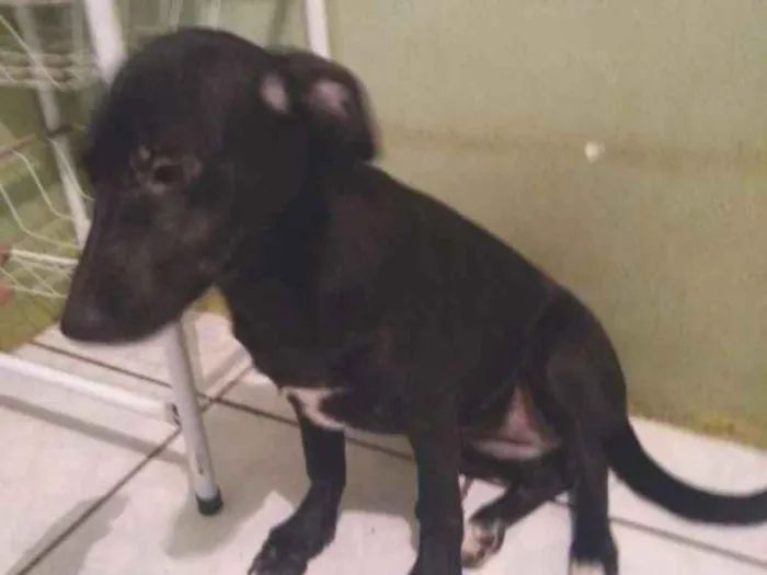 Cachorro ra a Sem raça definida idade 1 ano nome Graze