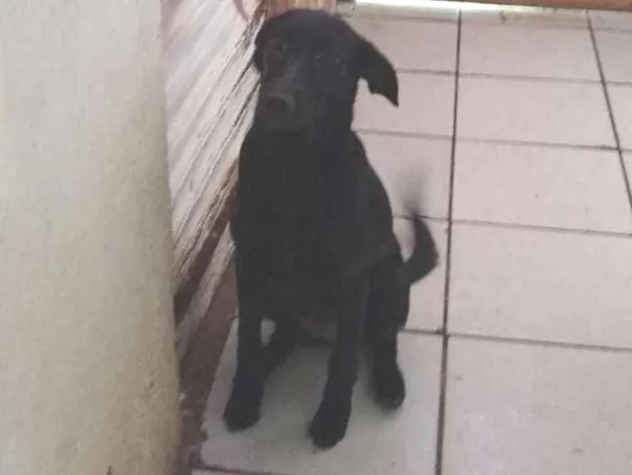 Cachorro ra a Sem raça definida idade 7 a 11 meses nome Lili