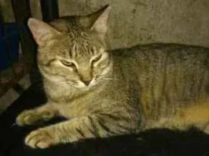 Gato raça Srd idade 1 ano nome Lilla