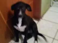 Cachorro raça Sem raça definida idade 7 a 11 meses nome Nina