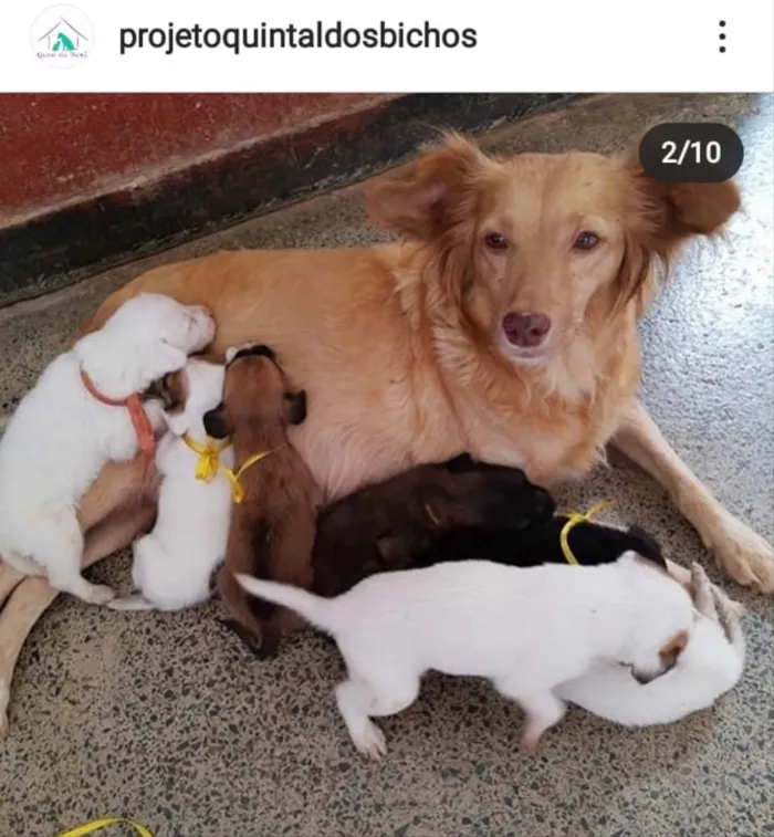 Cachorro ra a SRD idade Abaixo de 2 meses nome Sem nomes