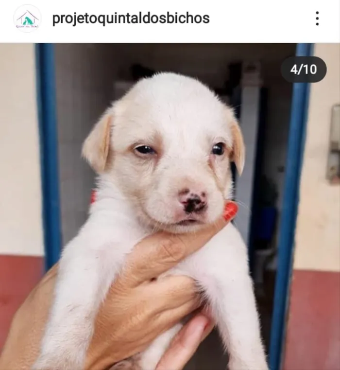 Cachorro ra a SRD idade Abaixo de 2 meses nome Sem nomes