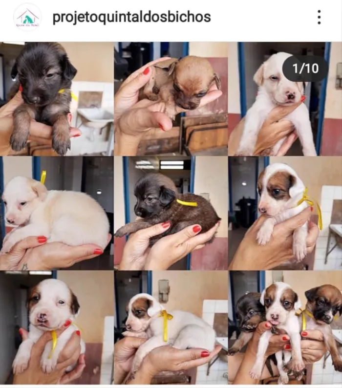 Cachorro ra a SRD idade Abaixo de 2 meses nome Sem nomes