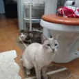 Branquelinha