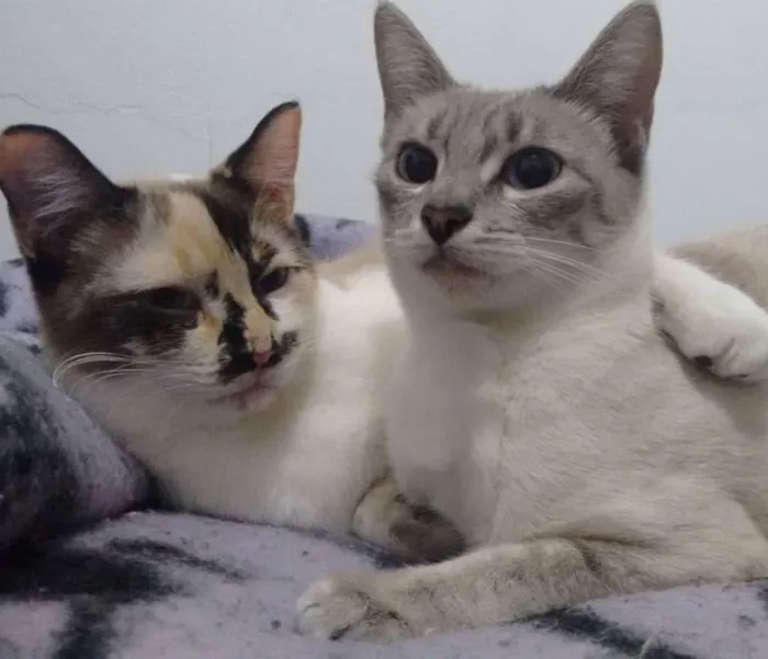 Gato raça  idade 4 anos nome Branquelinha