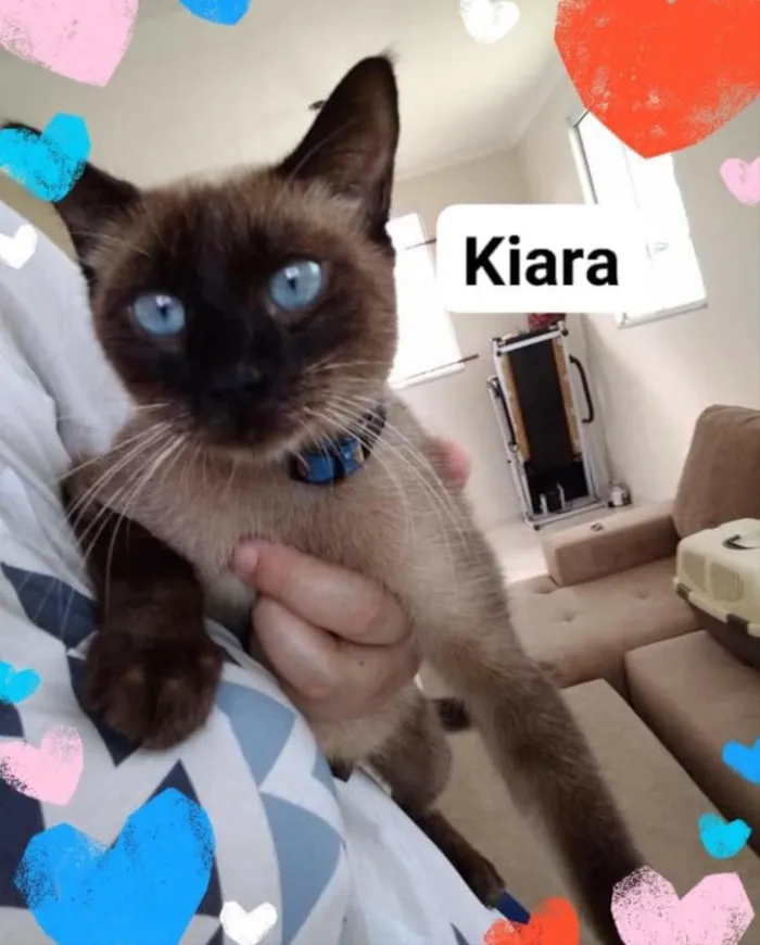 Gato ra a Não tem  idade Abaixo de 2 meses nome Não sei 