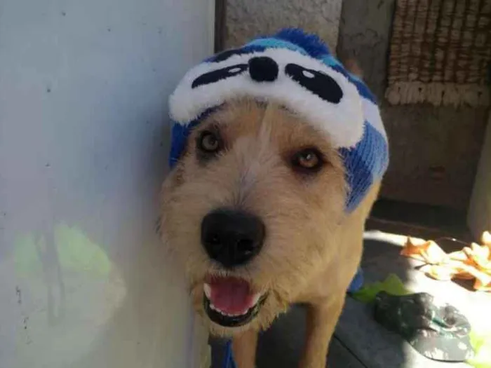 Cachorro ra a srd idade 1 ano nome Lucky