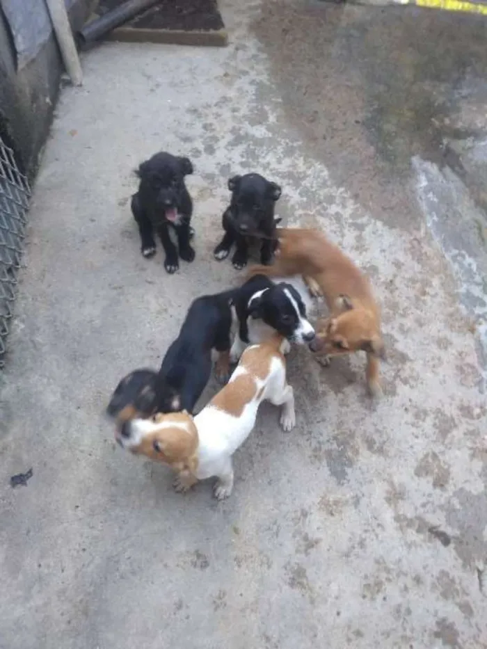 Cachorro ra a SRD idade 2 a 6 meses nome Pretinho