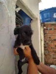 Pretinho