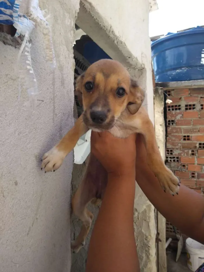 Cachorro ra a SRD idade 2 a 6 meses nome Pretinho